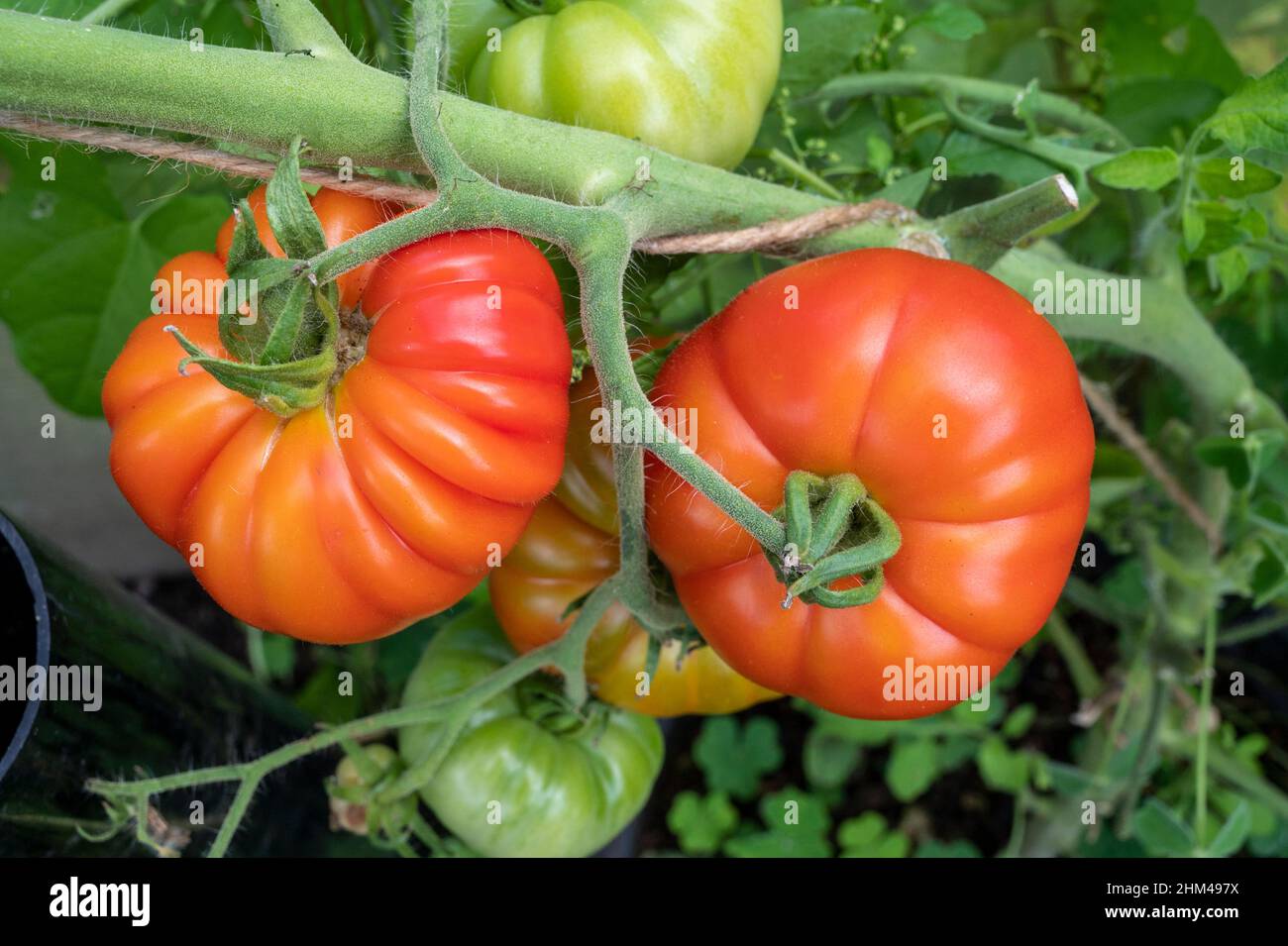 Pomodori Marmande coltivati in casa che crescono e maturano al sole. Foto Stock