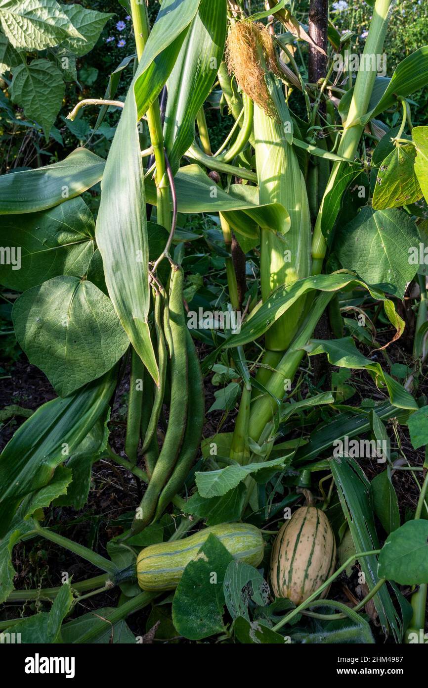 Tre suore metodo di coltivazione di mais (mais), fagioli e squash come colture complementari. Foto Stock