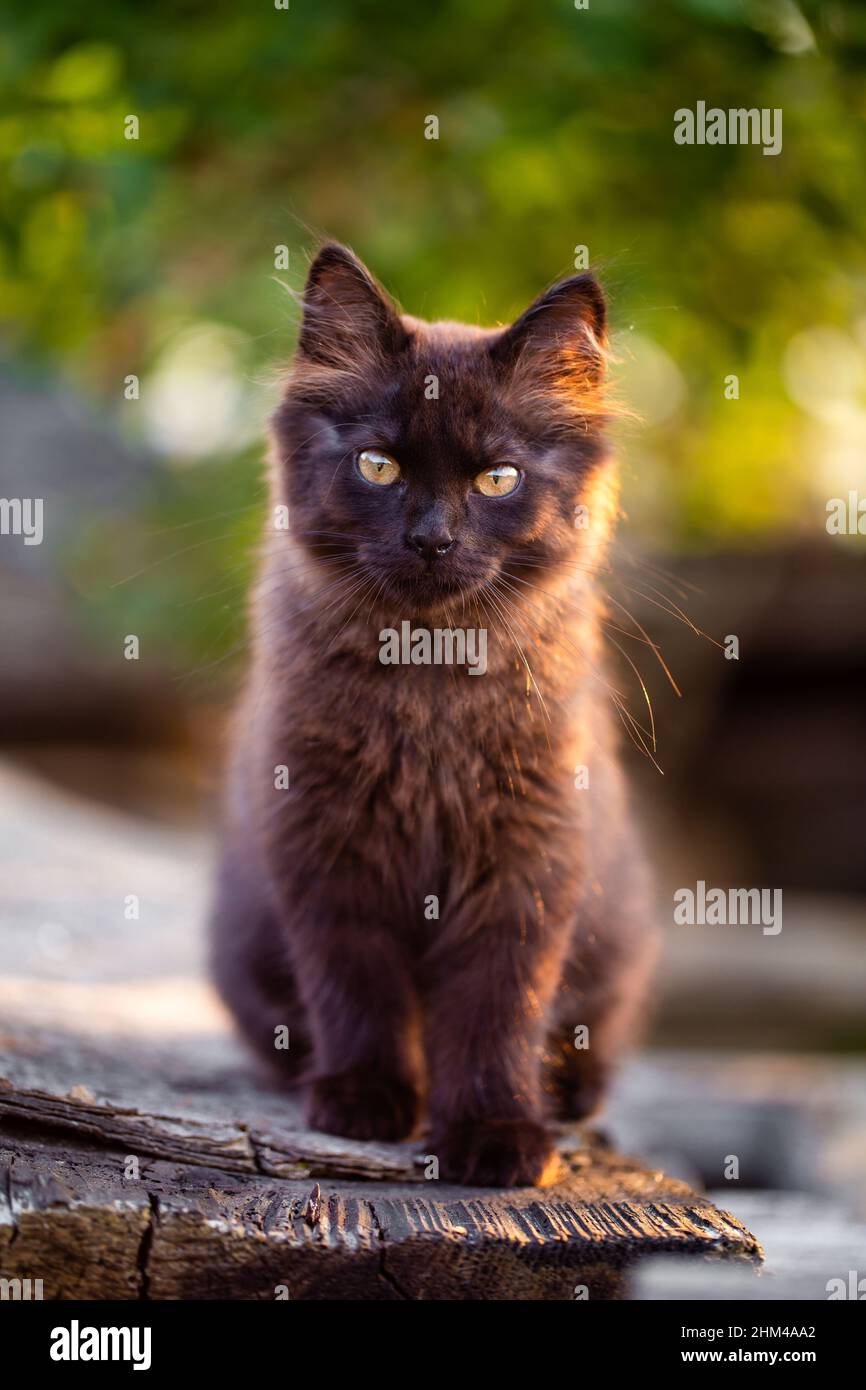 Carino gattino marrone all'aperto. Ritratto di gattino in giardino che guarda maestoso. Tema del bambino animale Foto Stock