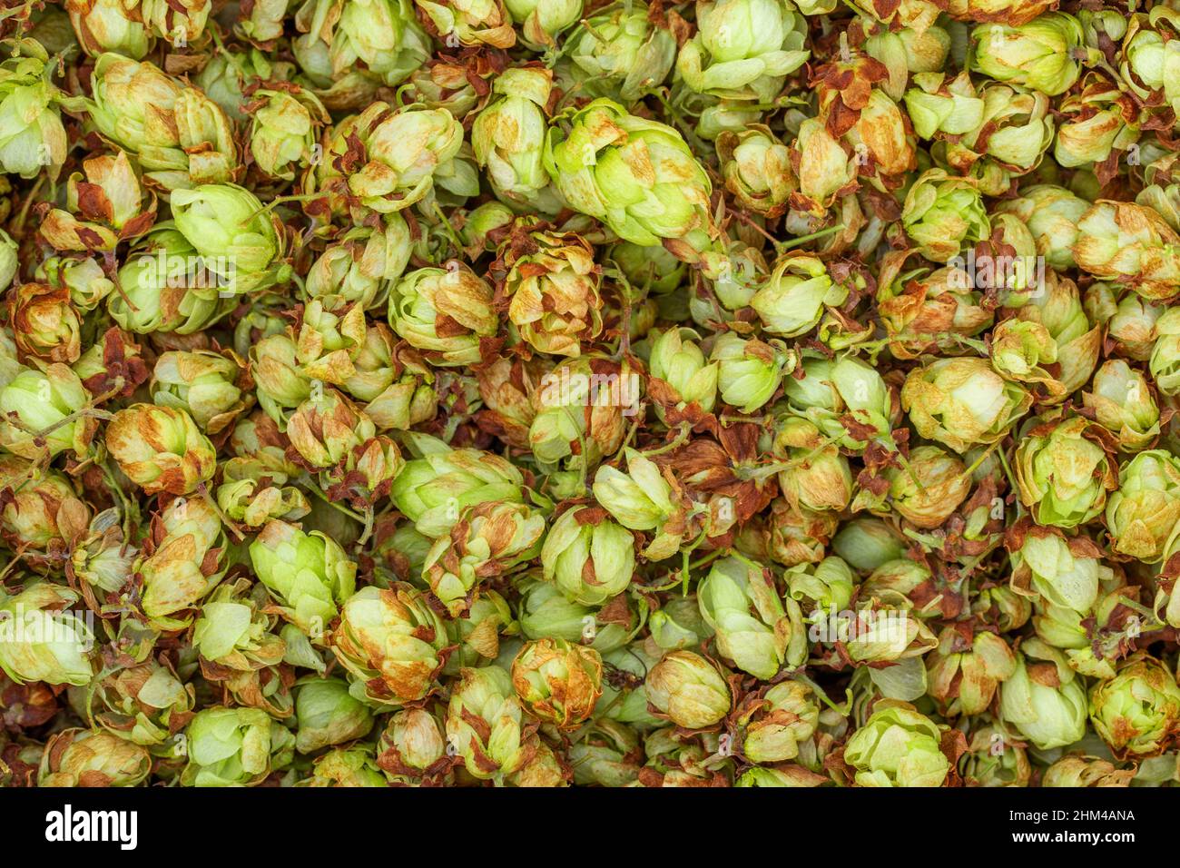 Mucchio di luppolo secco fresco. Birra alla spina Foto Stock