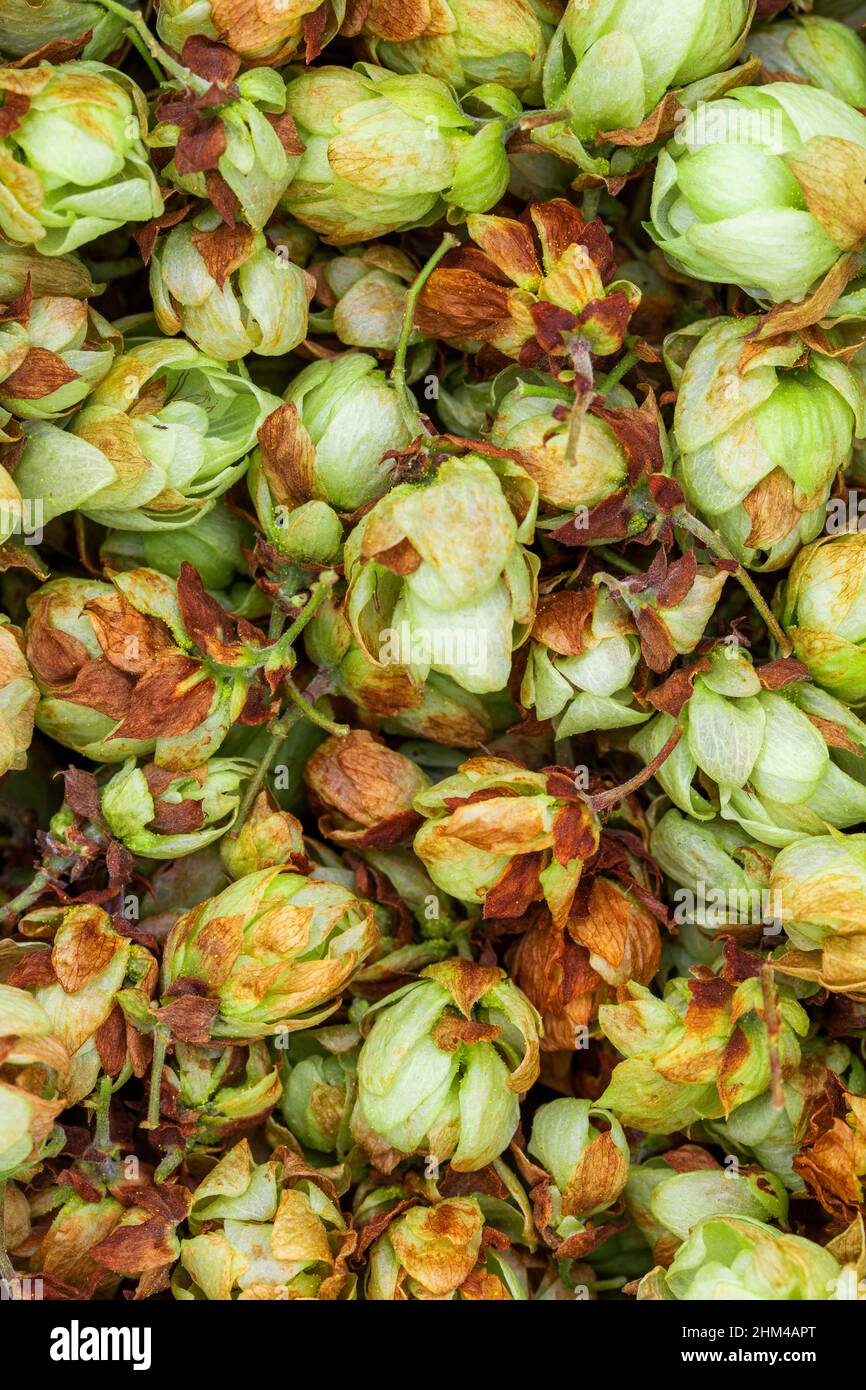 Macro luppolo secco fresco close-up. Birra artigianale a casa Foto Stock