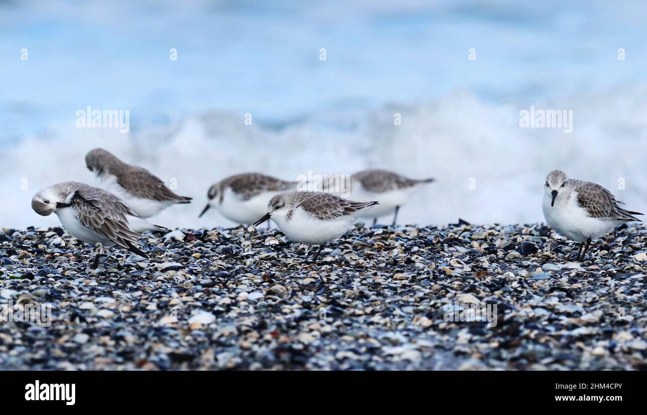 Prerow, Germania. 02nd Feb 2022. 02.02.2022, Prerow sulla Darß. I sandpiper (Calidris alba) del genere dei sandpiper cercano crostacei, vermi, cozze e piccoli pesci su una spiaggia sabbiosa poco profonda sul Mar Baltico. I piccoli uccelli agili camminano tra le conchiglie lavate. Credit: Wolfram Steinberg/dpa Credit: Wolfram Steinberg/dpa/Alamy Live News Foto Stock