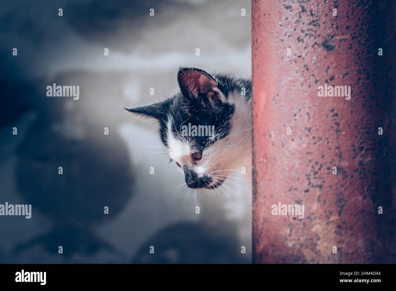 gatto domestico carino con faccia delle macchie Foto Stock