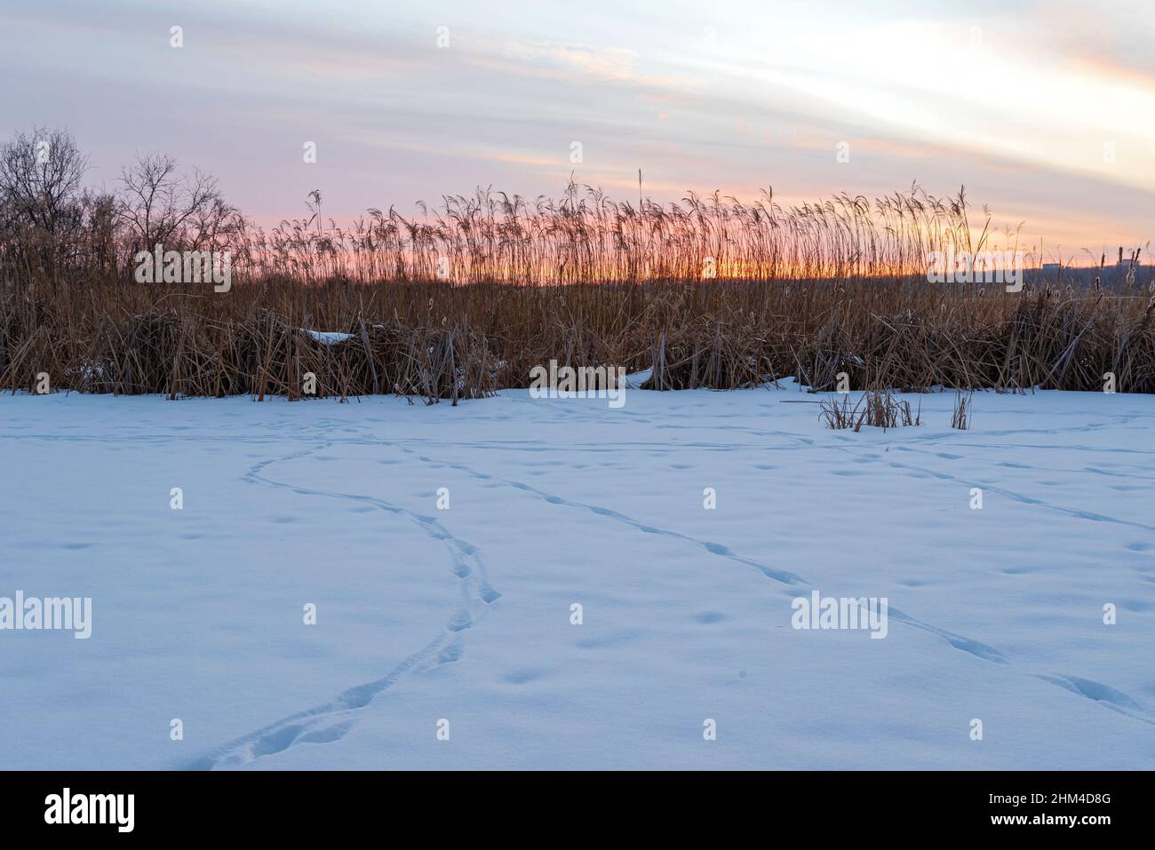 tramonto sulle zone umide coperte di neve della valle del minnesota wildlife rifugio in eagan minnesota Foto Stock