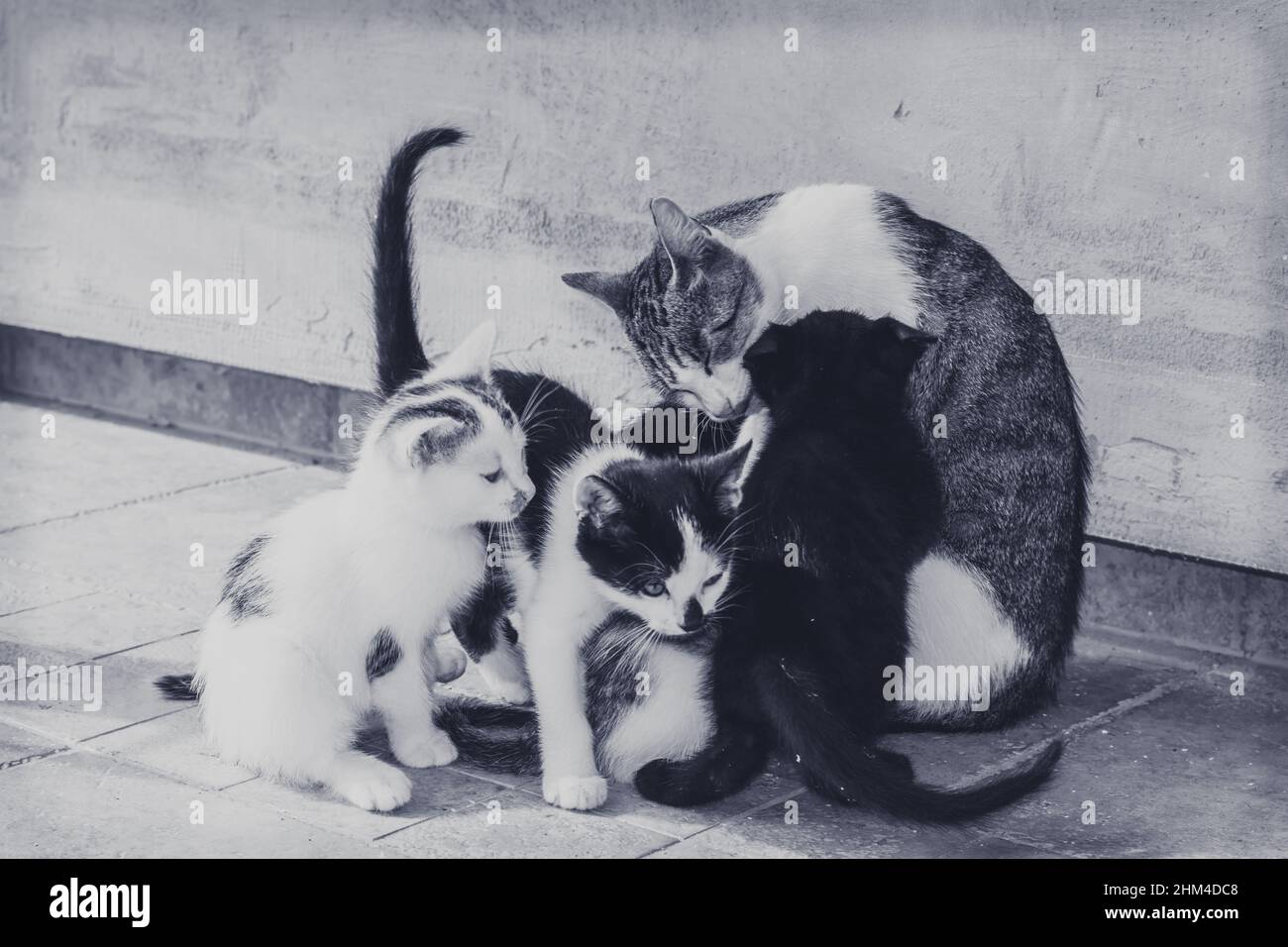 gruppo di gatti domestici che mangiano cibo insieme Foto Stock