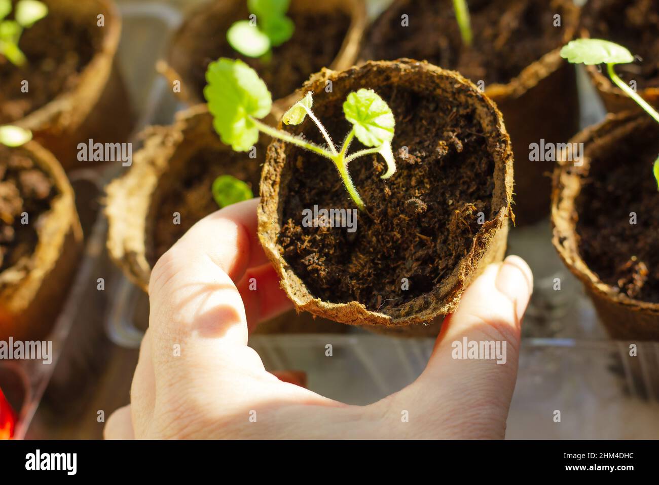 Il processo di trapiantare piantine di geranio fiori in pentole di torba. Foto Stock