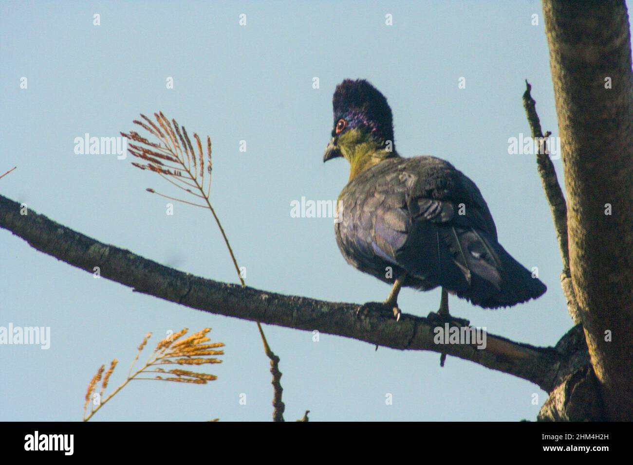 Un Turaco colorato verde e viola, orriolfo, porfireolofo Gallirex, guardando verso il sole Foto Stock