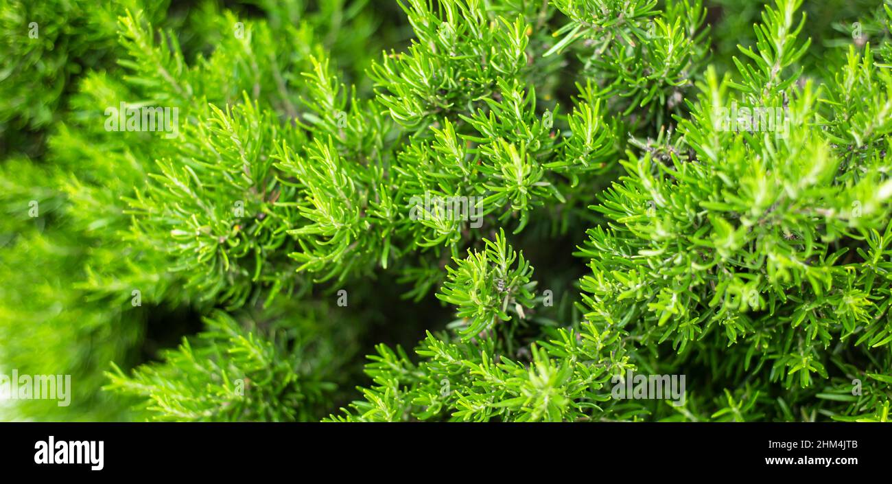 Rosmarino sfondo verde. Piante piccanti in bevande e cibo. Medicina alternativa. Temi cosmetici. Salute e benessere. Aromaterapia. Foto Stock
