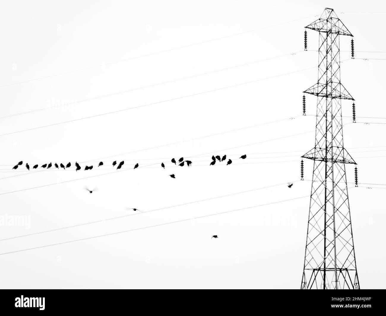 Gregge di animali che riposano su un filo, pilone sullo sfondo Foto Stock