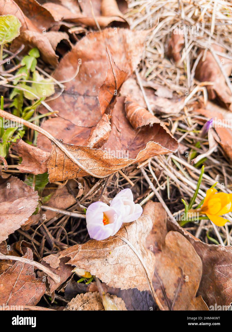 Germogli fiorenti di croci gialli e viola pallido sullo sfondo del fogliame appassito dell'anno scorso in una luminosa primavera di sole giorno. Sfondo astratto. Foto Stock