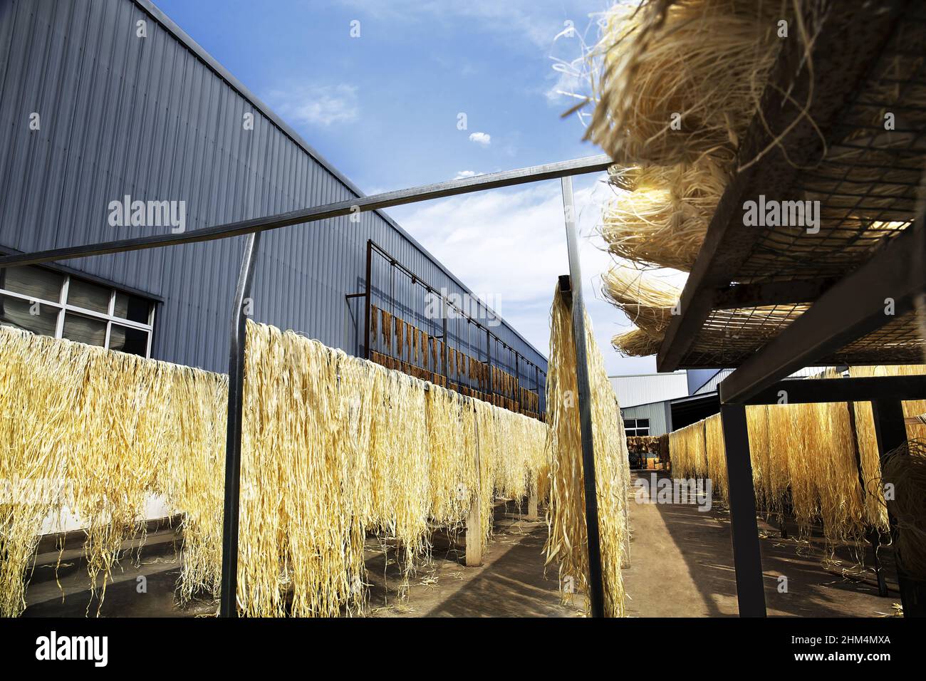 Canapa, iuta, fibra di canapa Foto Stock