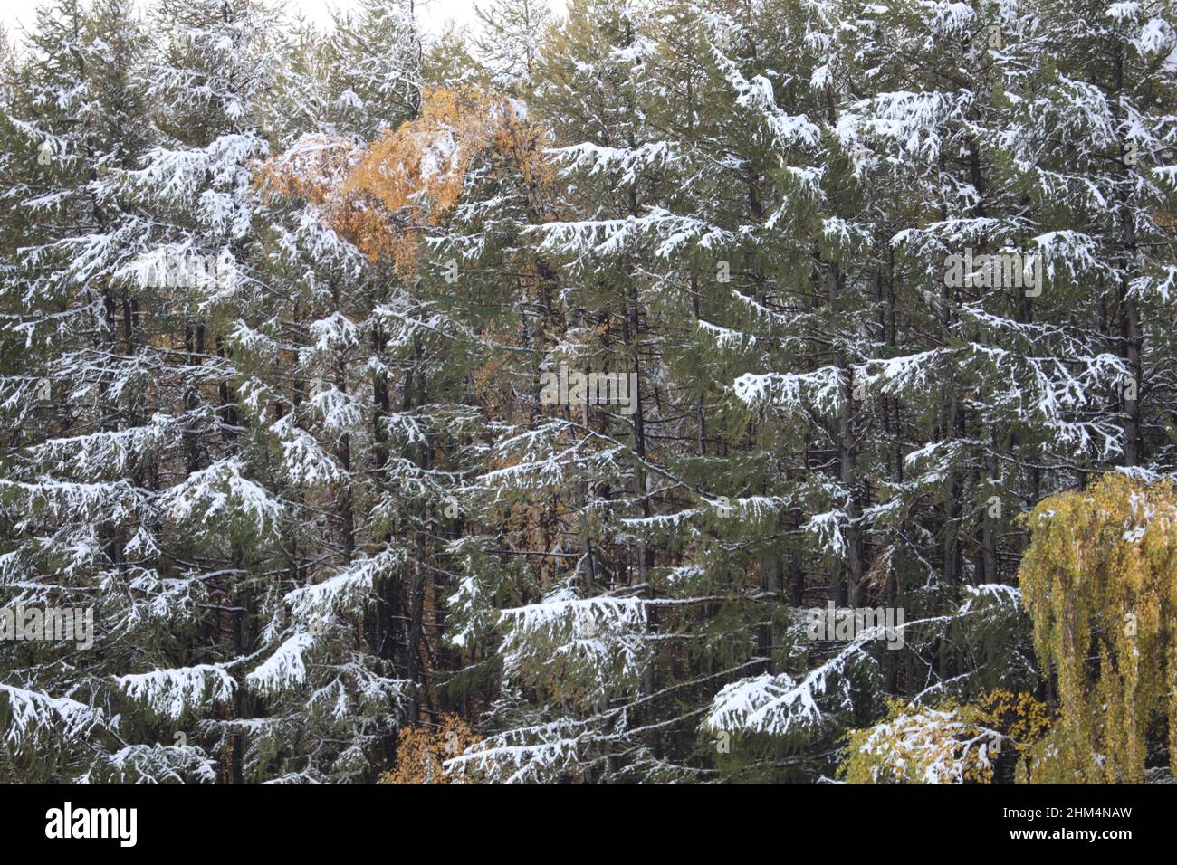 Hami in xinjiang la prima neve del giorno di metà-autunno a sud nella galleria Foto Stock