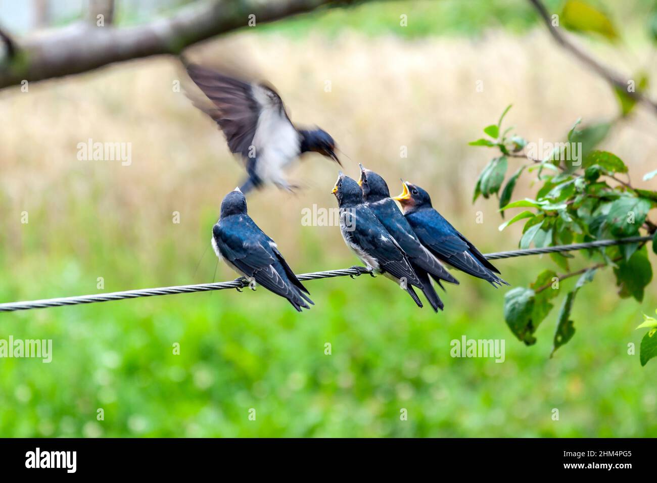 inghiottire l'alimentazione dell'uccello nestlings Foto Stock
