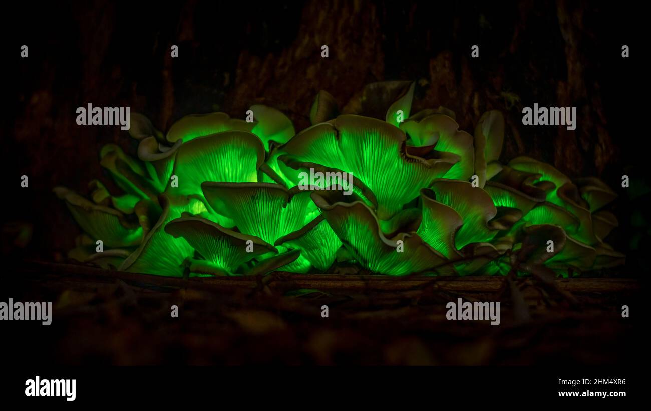Fungo fantasma bioluminescente (Omphalotus nidiformis) Parco Nazionale dei laghi di Thirlmere, NSW , Australia. Foto Stock