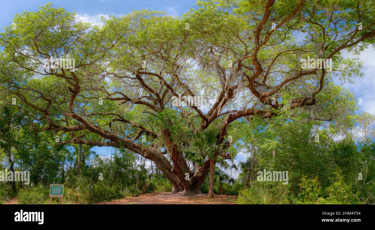 La più grande quercia del parco statale del lago Griffin a Fruitland Park, Florida Foto Stock