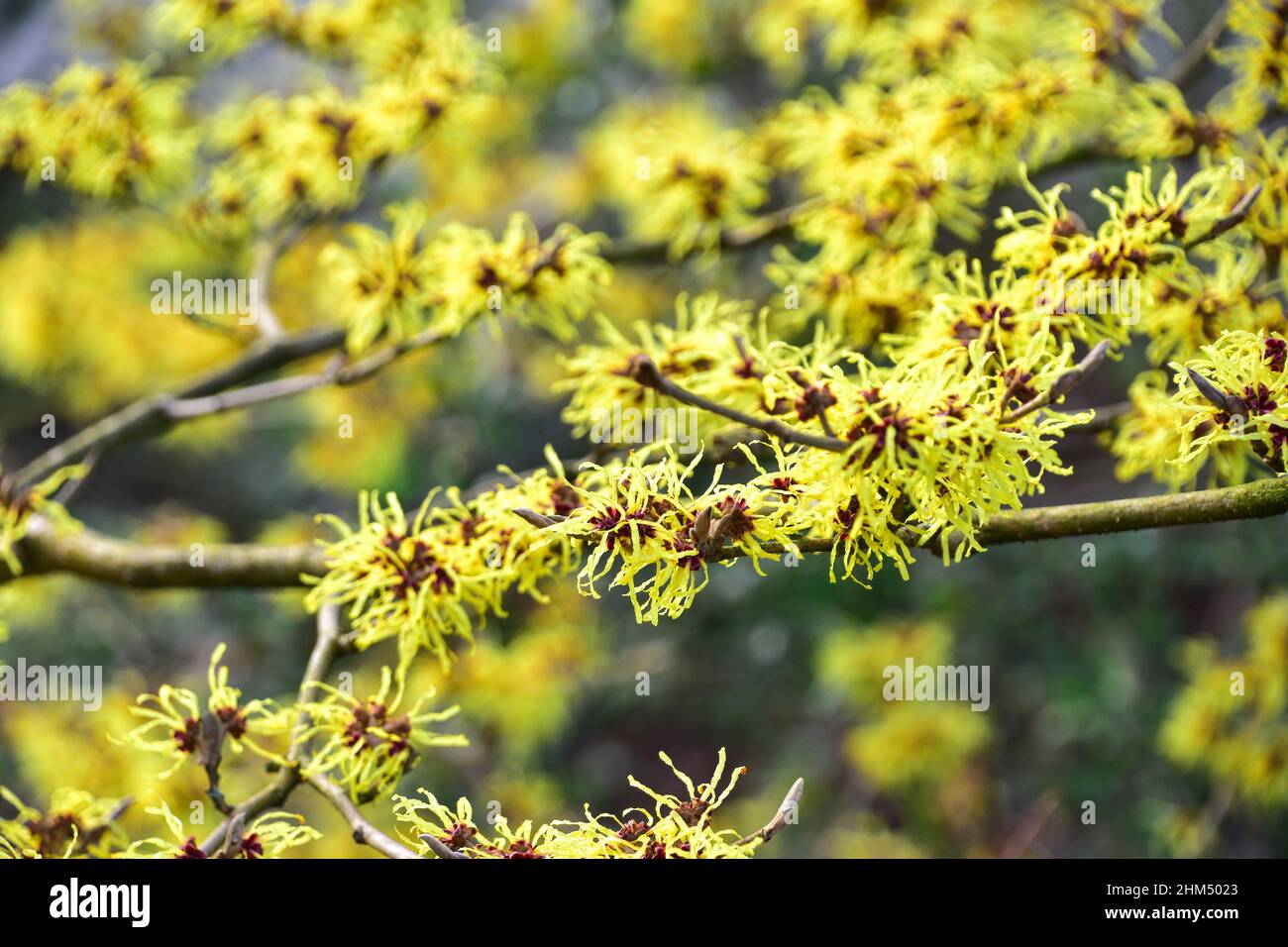 Amamelide, Hamamelis Foto Stock