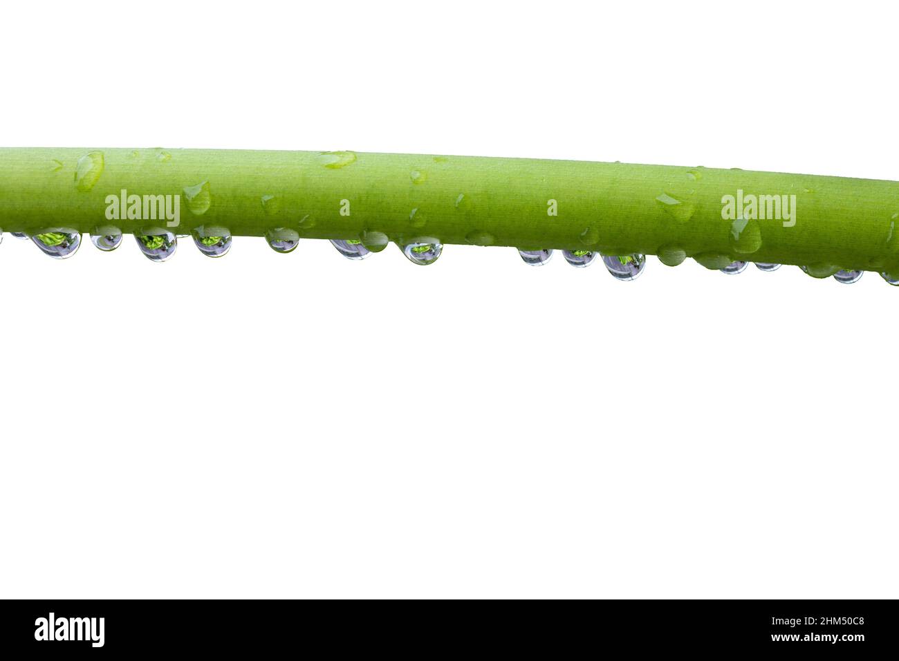 Perle di rugiada scintillante e traslucido sbarazzarsi della pianta verde Foto Stock