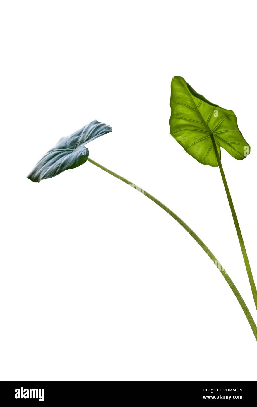 Perle di rugiada scintillante e traslucido sbarazzarsi della pianta verde Foto Stock