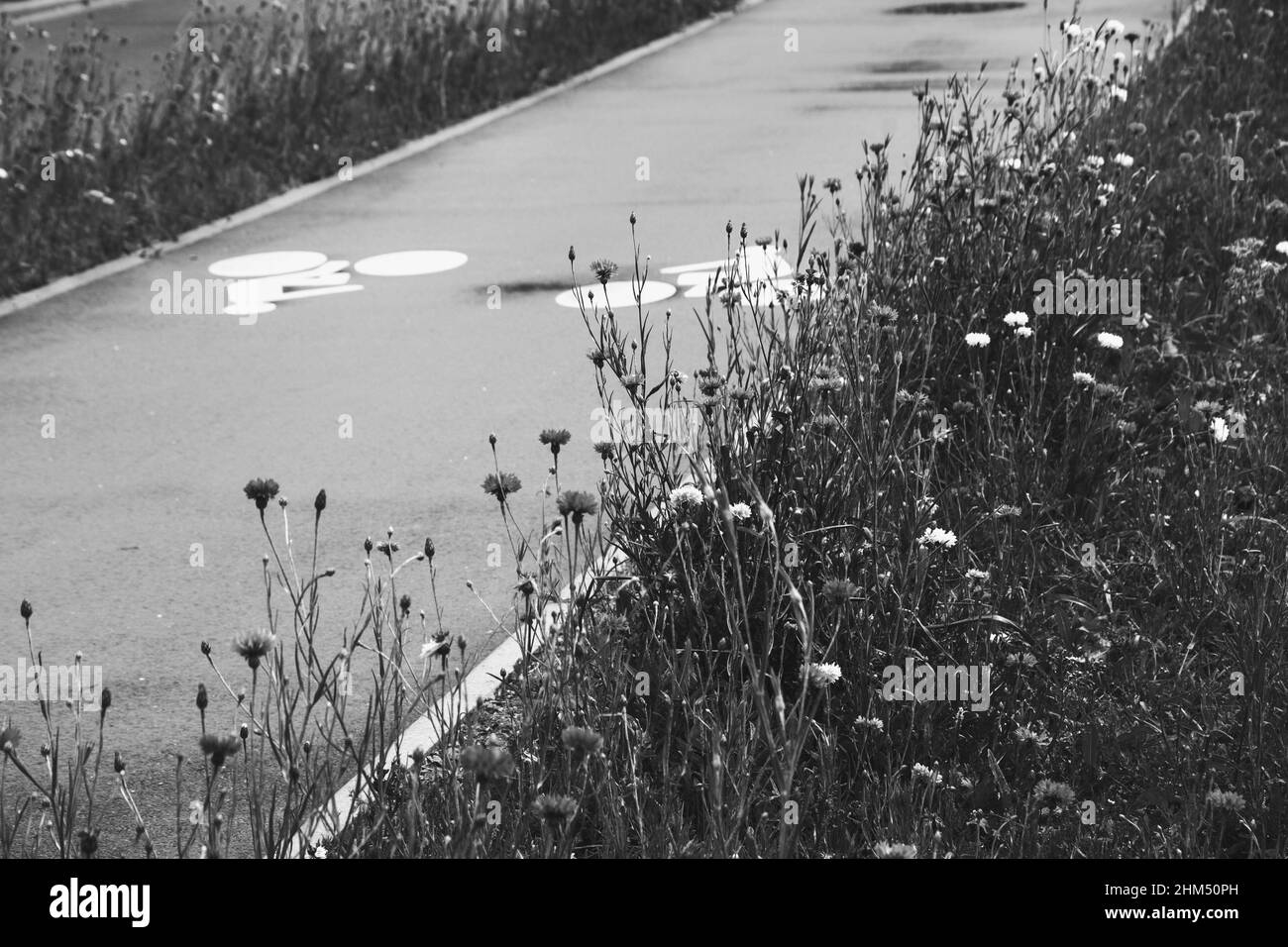 Pista ciclabile delimitata da fiori selvatici. Infrastruttura ciclabile rispettosa dell'ambiente in città. Ile-de-France, Francia. Foto storica in bianco e nero Foto Stock