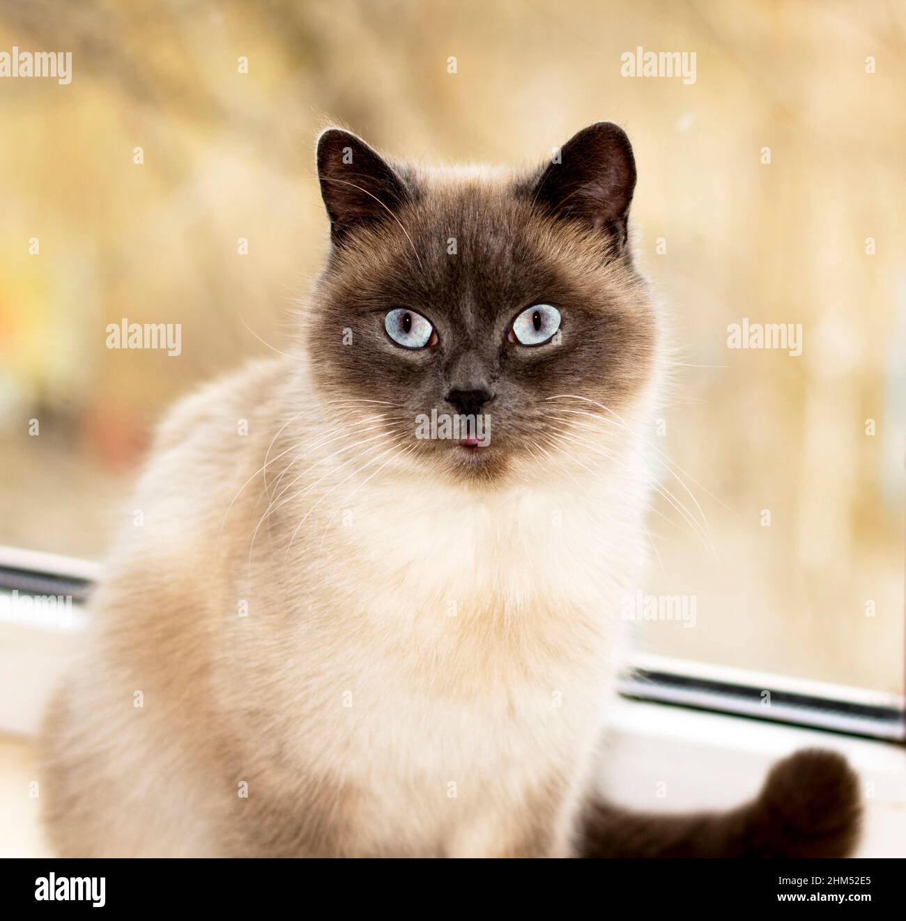 gatto scozzese punto blu-punto primo piano alla finestra, il tema di gatti, gattini e gatti in casa, bella animali domestici le loro foto e la loro vita Foto Stock