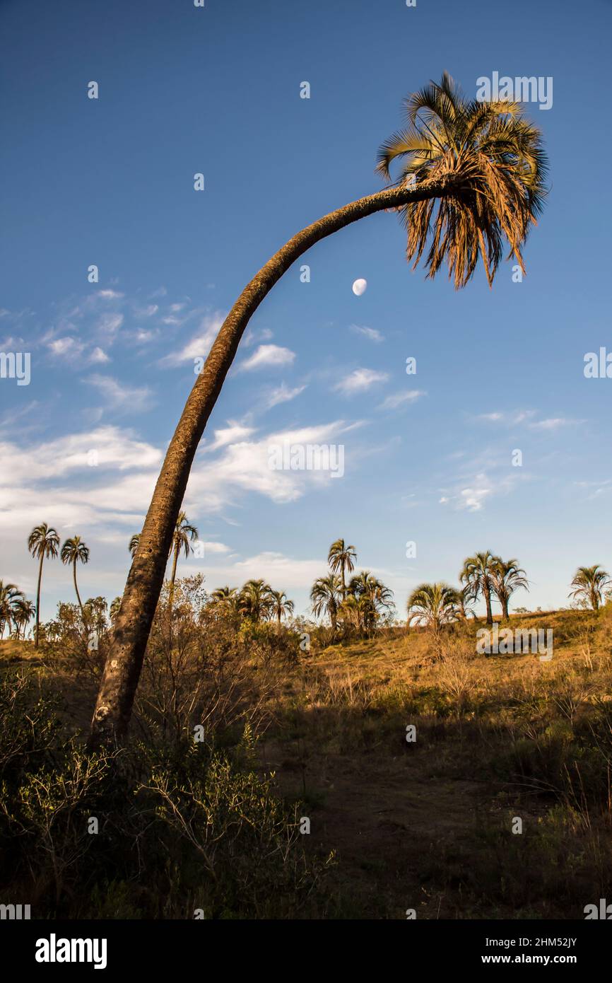 Albero di palma piegato e un sacco di palme e la luna sullo sfondo, nel Parco Nazionale El Palmar, Entre Ríos, Argentina Foto Stock