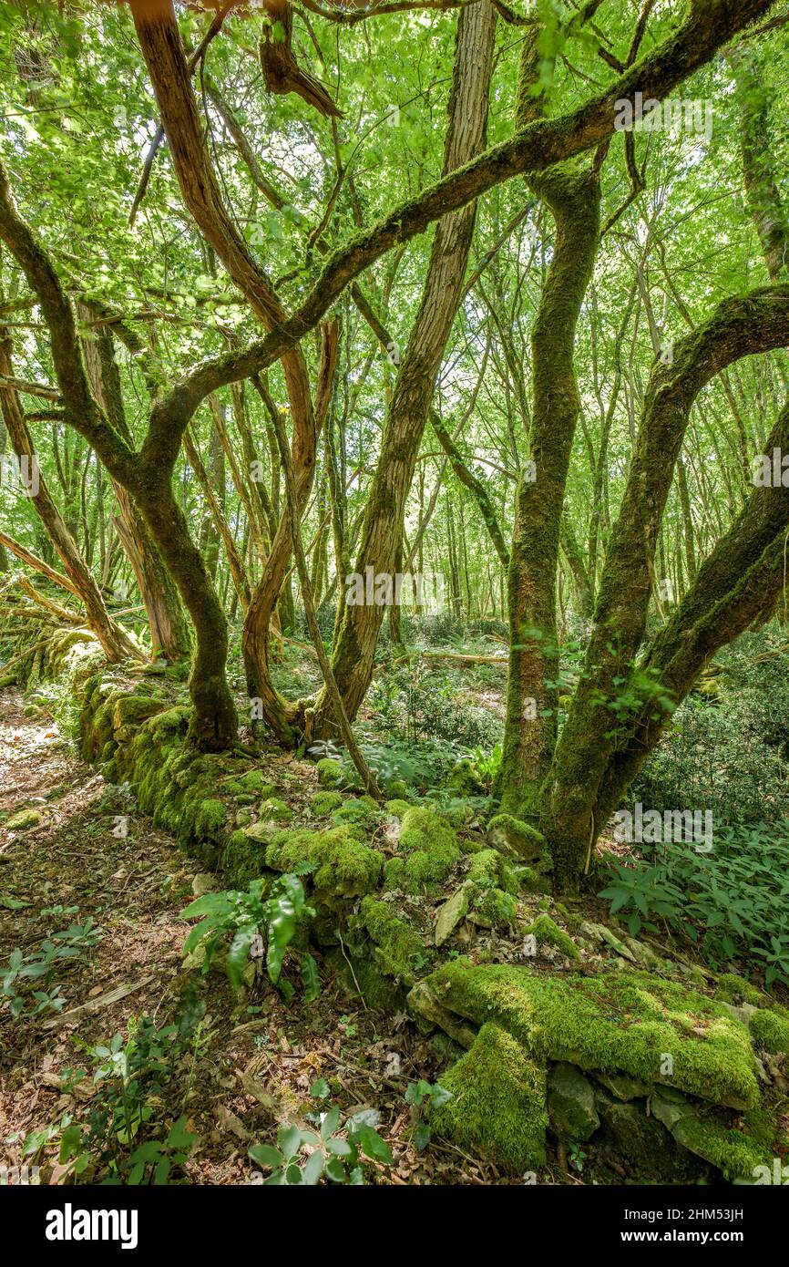 Bella foresta incontaminata verde con felci selvatici e alberi caduti Dordogna Francia Foto Stock