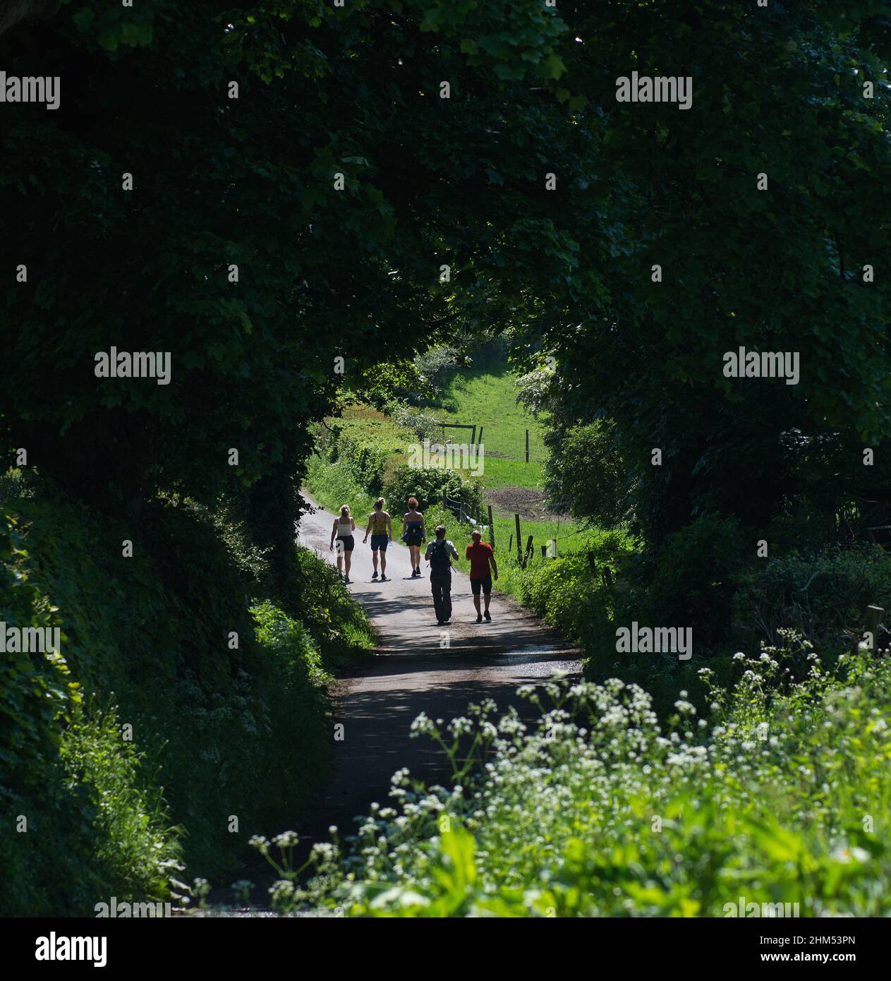 Immagine di colore quadrato di cinque persone in una passeggiata estiva lungo un sentiero di campagna e passando attraverso un arco causato da alberi sovrastanti Foto Stock