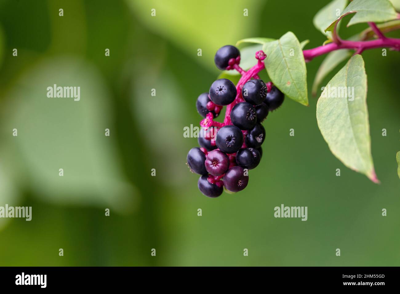 Chongqing campagna - sequenza verticale pokeweed Foto Stock