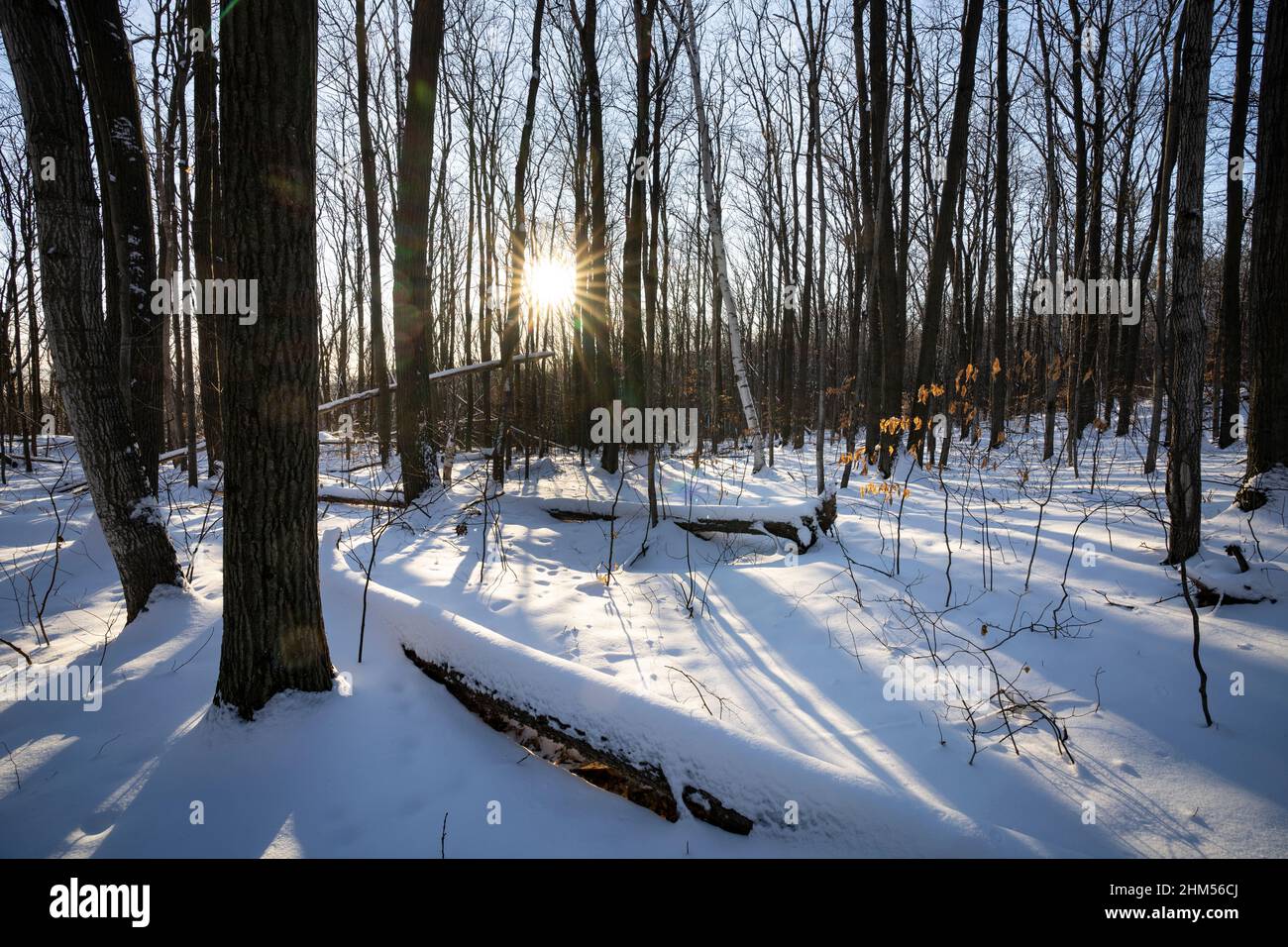 Bellissimo paesaggio forestale invernale nel tardo pomeriggio in Canada Foto Stock