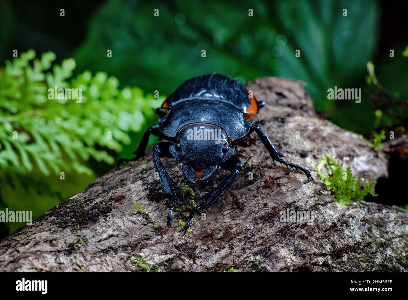 Chongqing montagna ecologico - vite senza fine Foto Stock