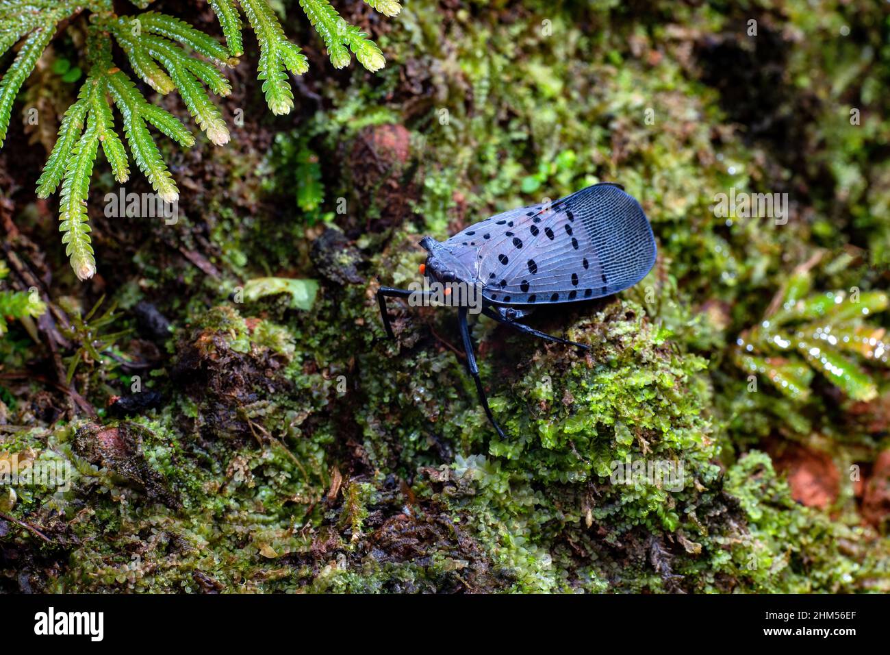 Chongqing montagna ecologico - tramoggia di piante di classe Foto Stock