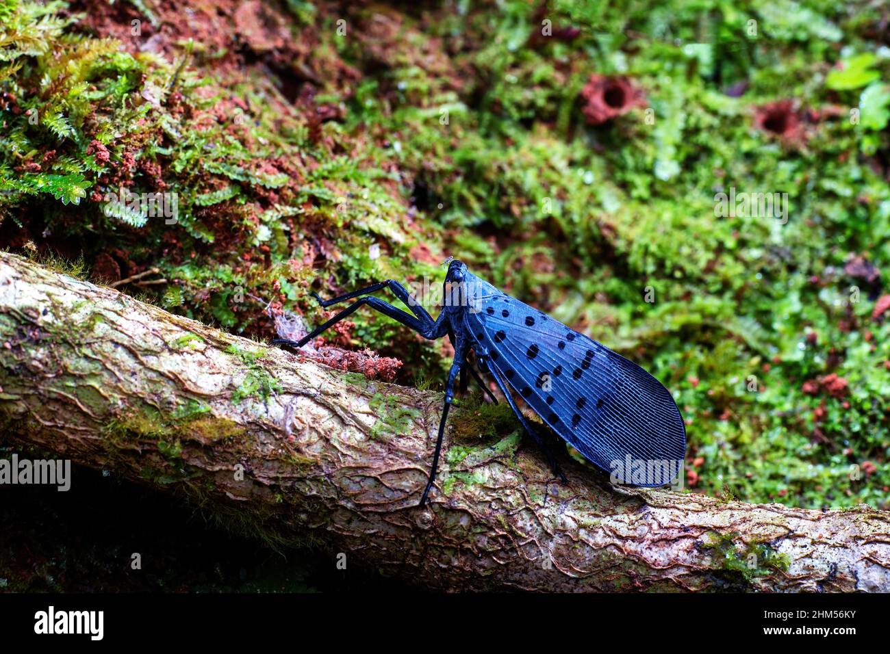 Chongqing montagna ecologico - tramoggia di piante di classe Foto Stock