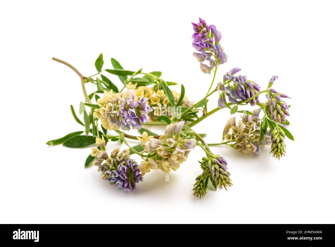 Medicago Sativa pianta isolata su sfondo bianco Foto Stock