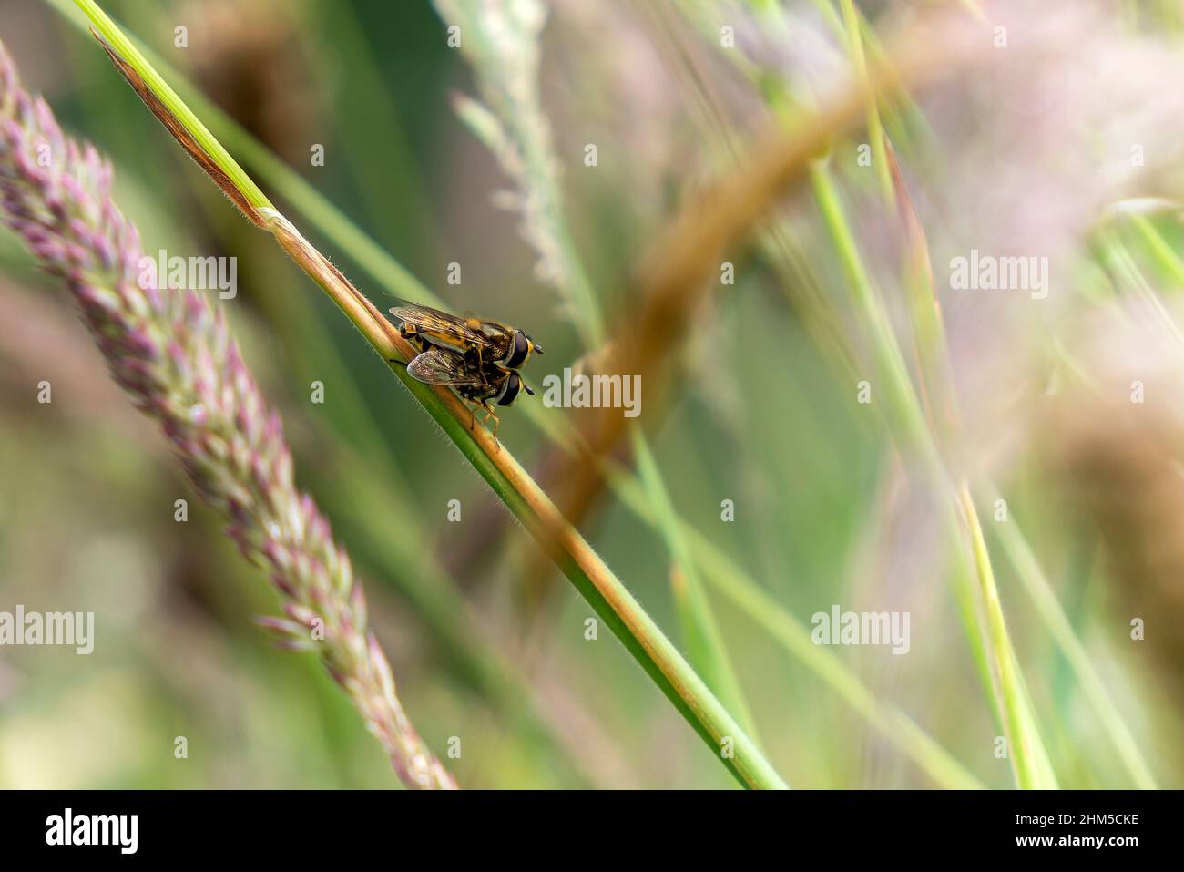 Helophilus pendulus accoppiamento che è una specie comune di insetti volanti hoverfly trovato nel Regno Unito e comunemente conosciuto come mosca del sole o hoverfly del calciatore, stoc Foto Stock