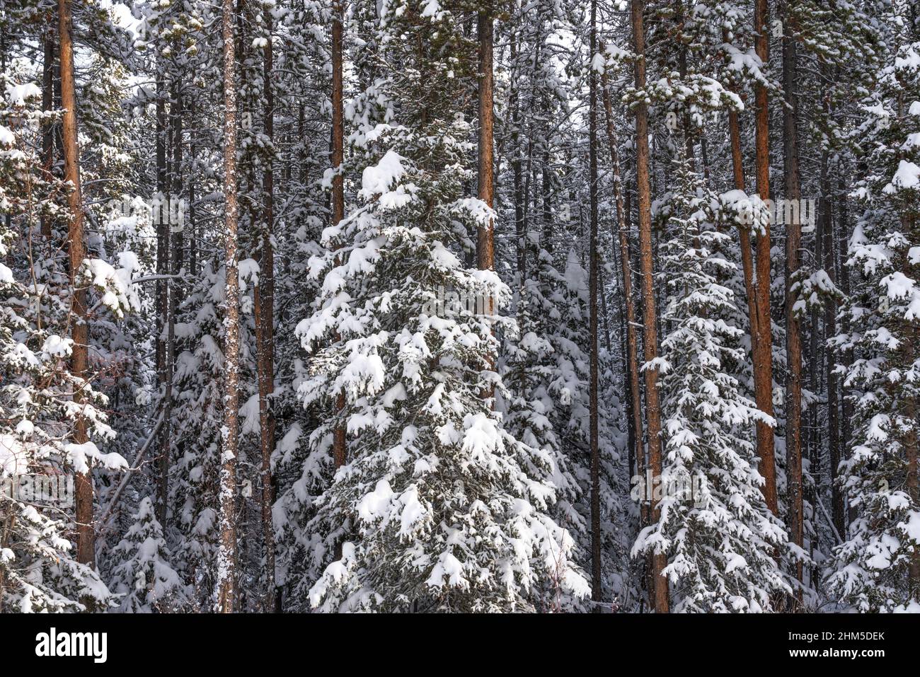 Alberi innevati nella foresta sulla Bow Valley Parkway, Banff National Park, Alberta. Foto Stock