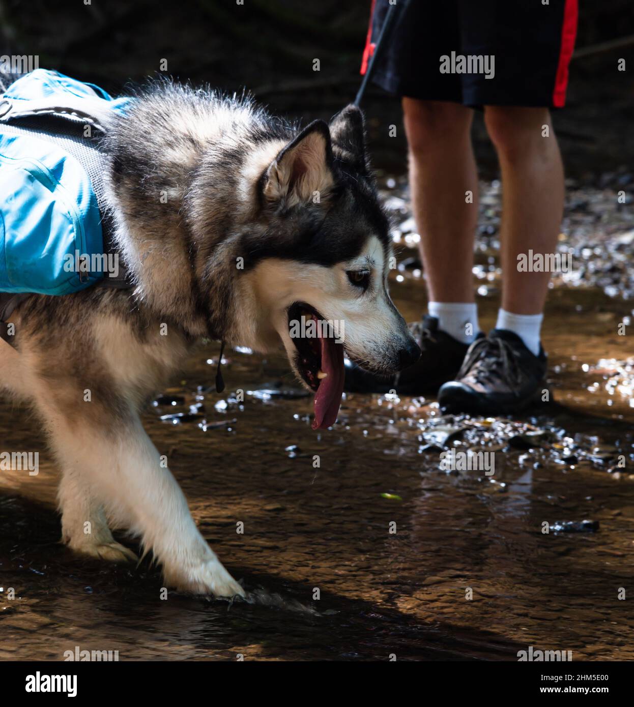 Cane malamuto con zaino in pancia e in piedi nel fiume Foto Stock