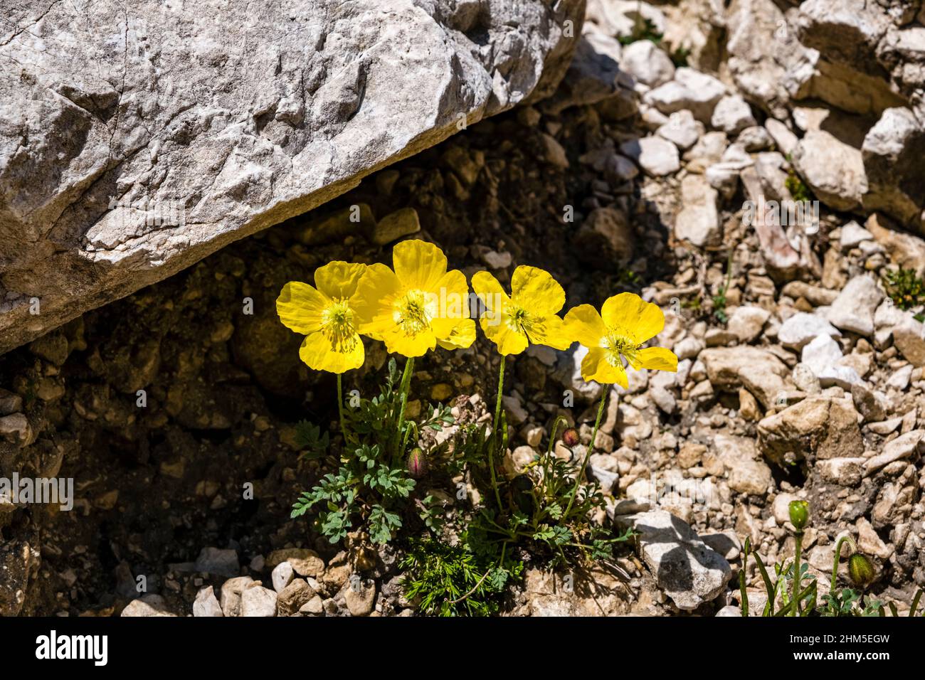 Papaveri alpini gialli (Papaver rhaeticum) in fiore nella valle Val de Vajolet del gruppo Rosengarten. Foto Stock