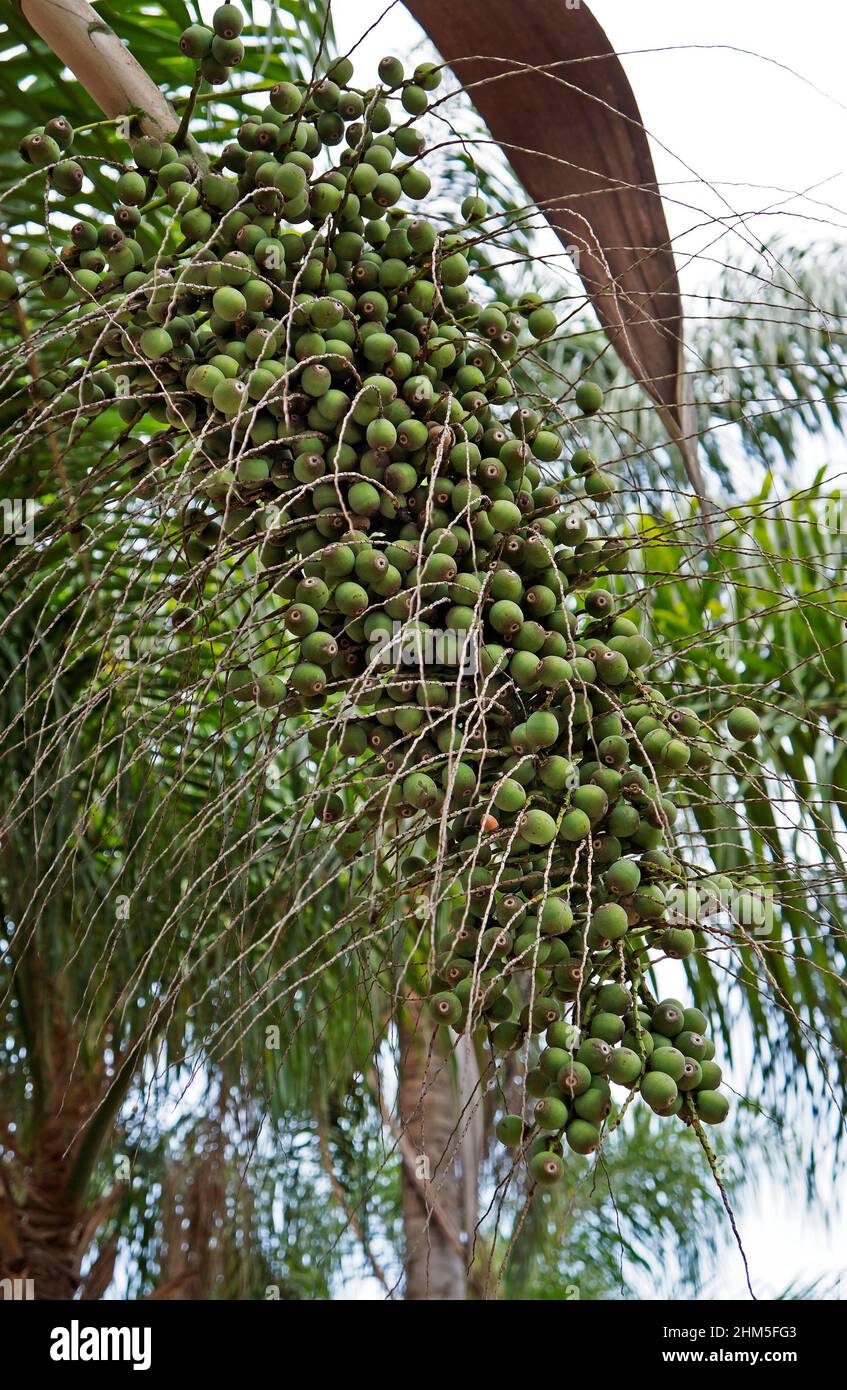 Frutti di palma (Syagrus romanzoffiana), Rio, Brasile Foto Stock