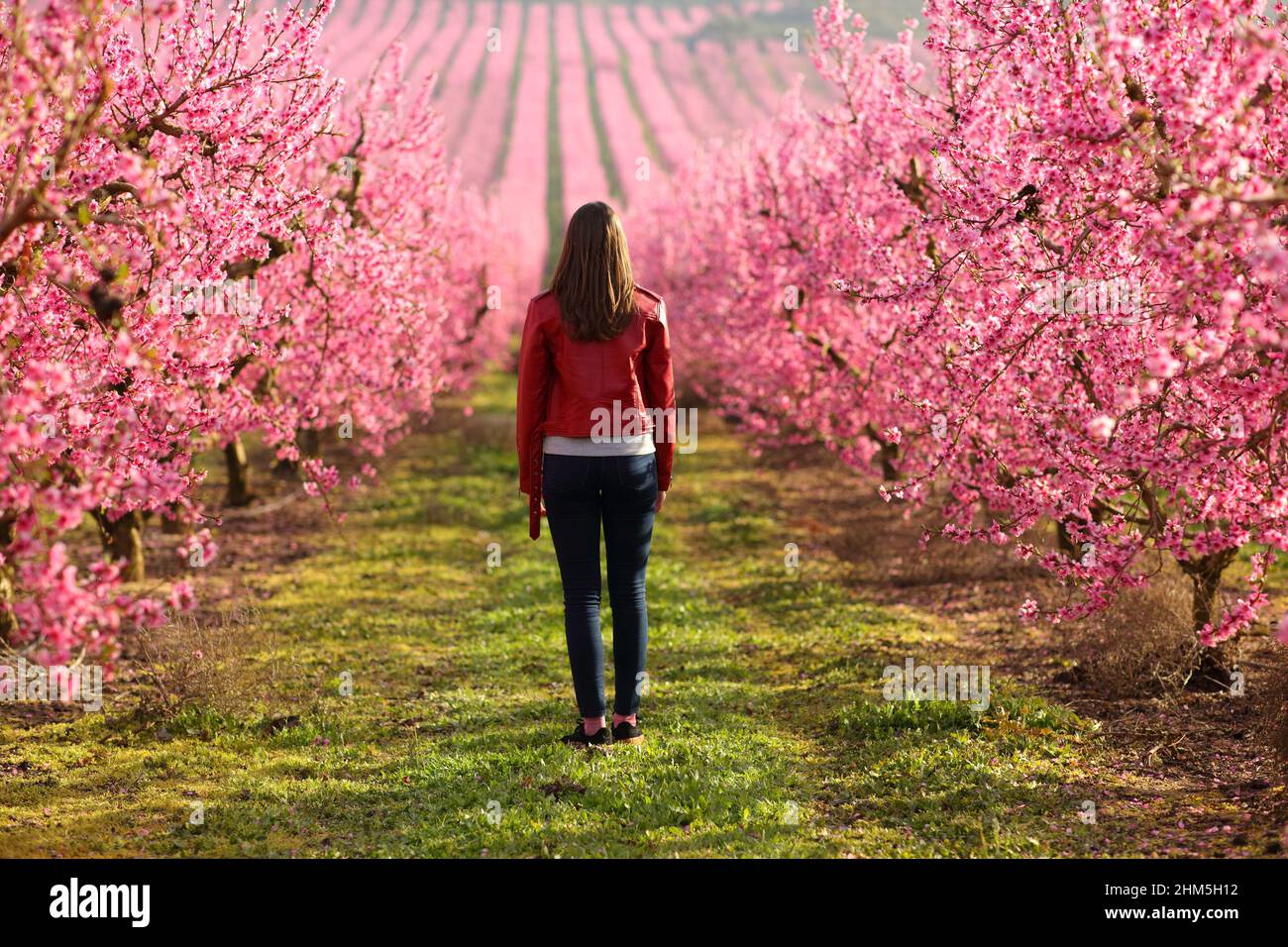 Indietro Visualizza il ritratto completo di una singola donna che cammina su un campo rosa nella stagione primaverile Foto Stock