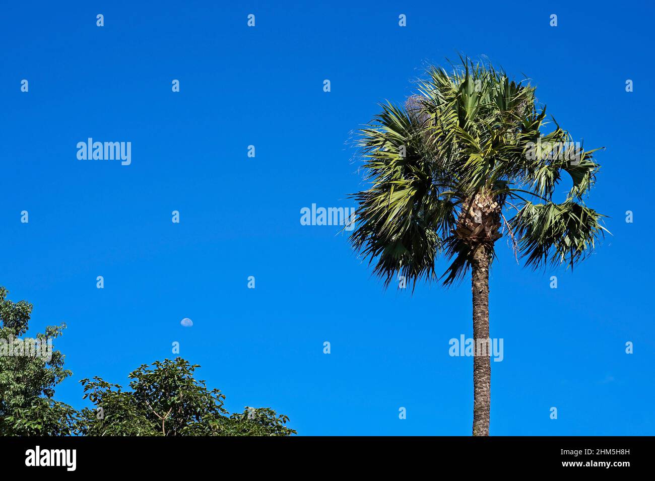 Palma cinese (Livistona chinensis), Belo Horizonte, Brasile Foto Stock