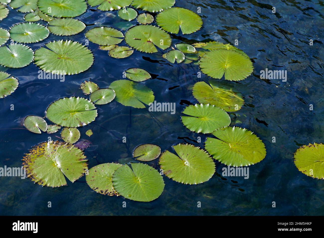 Lilly PADS sul lago, Belo Horizonte, Brasile Foto Stock