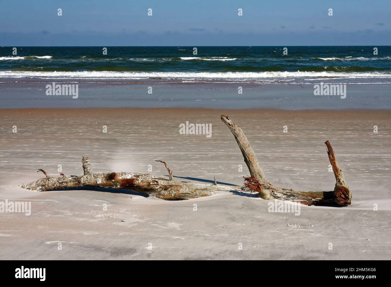 scena della spiaggia, sabbia, legno di cardo, Oceano Atlantico, onde, Acqua, scultura naturale, Ormond Beach; Florida; autunno; orizzontale Foto Stock