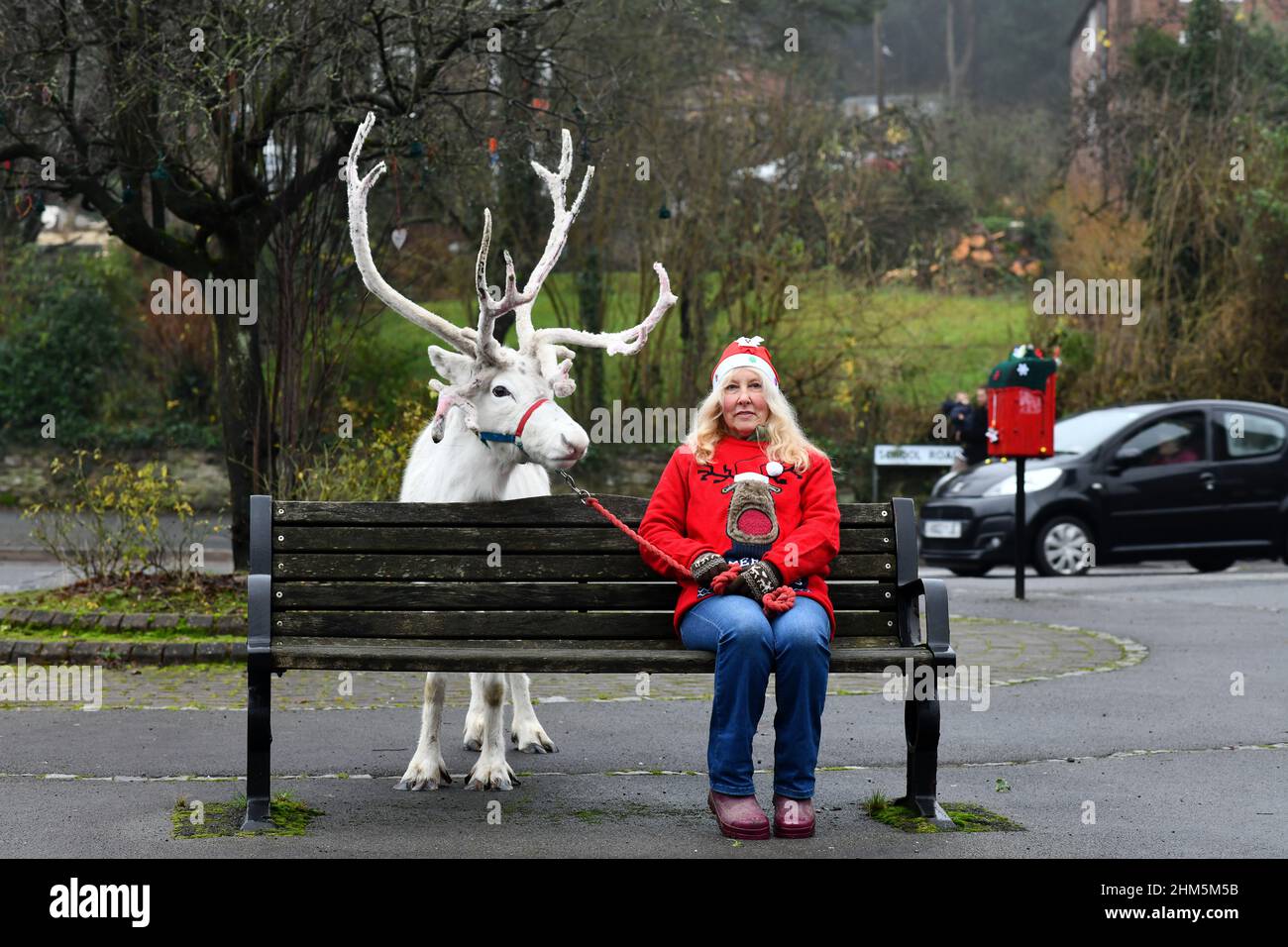Neve o nessuna neve è Natale bianco nel villaggio di Coalbrookdale quest'anno. Floki la renna bianca e il suo compagno di scuderia Opal illuminano il villaggio Foto Stock