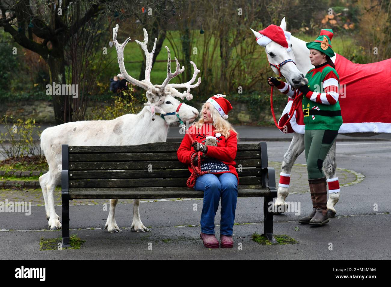 Neve o nessuna neve è Natale bianco nel villaggio di Coalbrookdale quest'anno. Floki la renna bianca e il suo compagno di scuderia Opal illuminano il villaggio Foto Stock