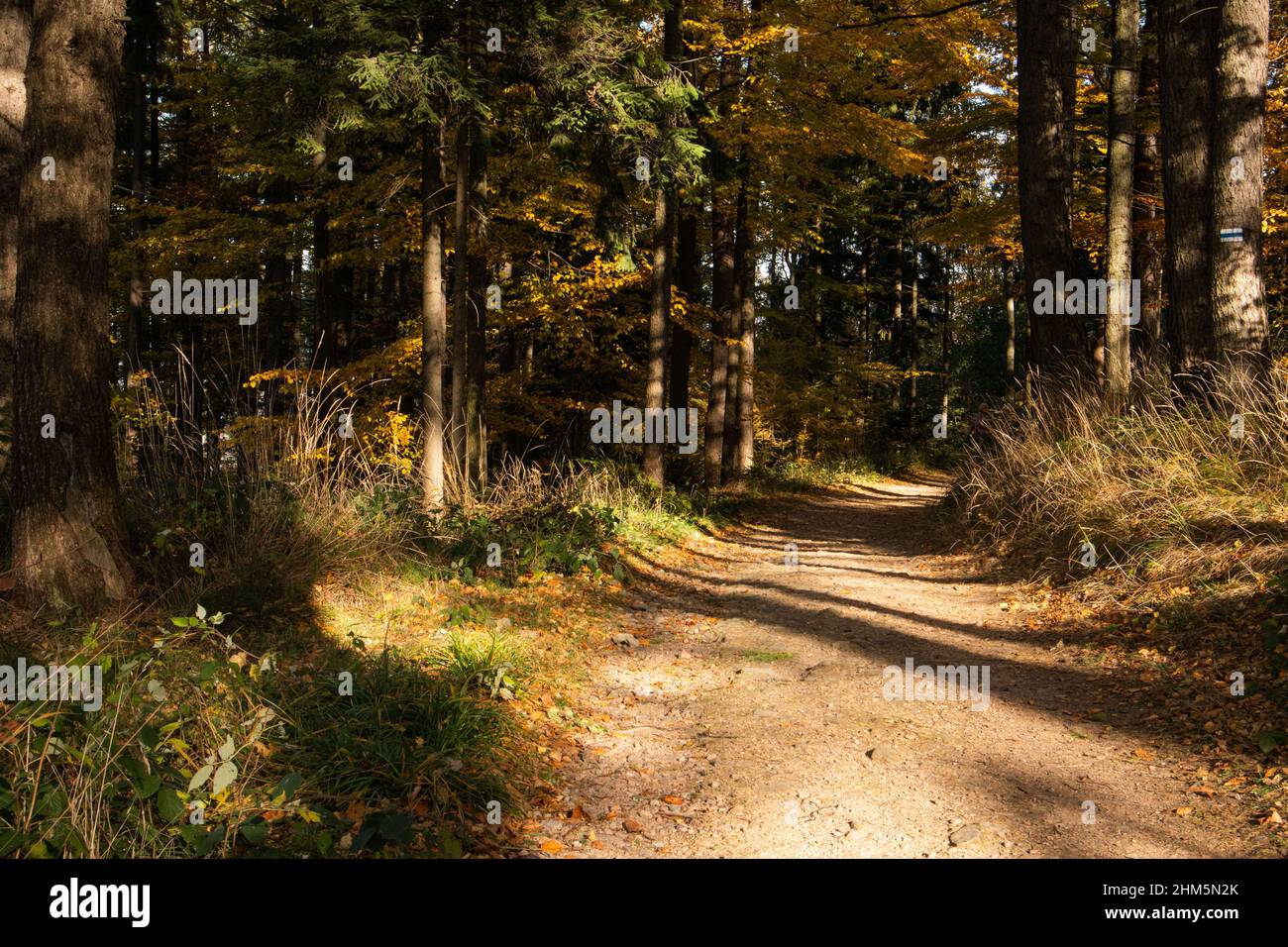 La bellezza della natura nella foresta Foto Stock