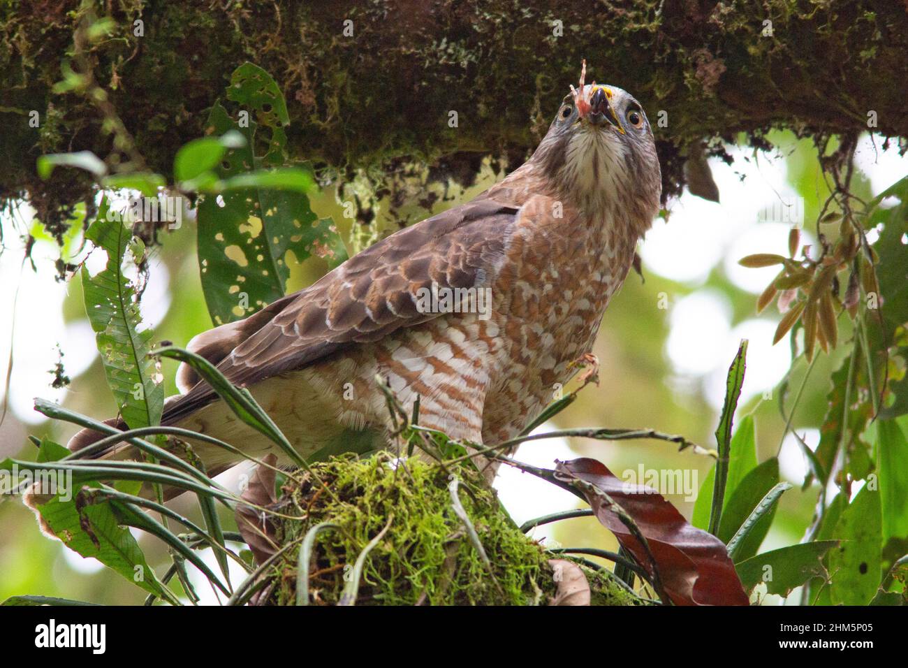 Falco ad ali larghe (Buteo platypterus)) che mangia una rana nella foresta pluviale di pianura. La Selva Biological Station, Sarapiquí, bassipiani dei Caraibi, Costa Rica. Foto Stock