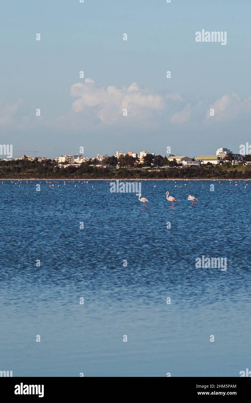 Gregge di uccelli fenicotteri rosa a piedi sul lago salato blu di Cipro nella città di Larnaca in inverno Foto Stock