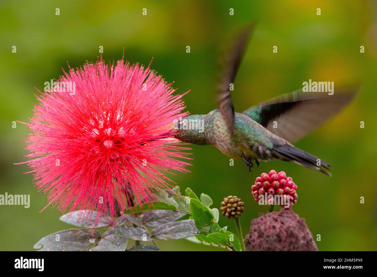 Hummingbird (Phaeochroa cuvierii) con pappe di Powderpuff (Calliandra ematocephala) in luce naturale. Foresta pluviale di Braulio Carr Foto Stock