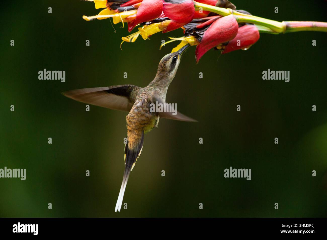 Hermit Hummingbird (Phaethornis longirostris) che si nutrono di fiori di ciottoli Whitevein (Sanchezia speciosa) in luce naturale. Foresta pluviale a Fr Foto Stock