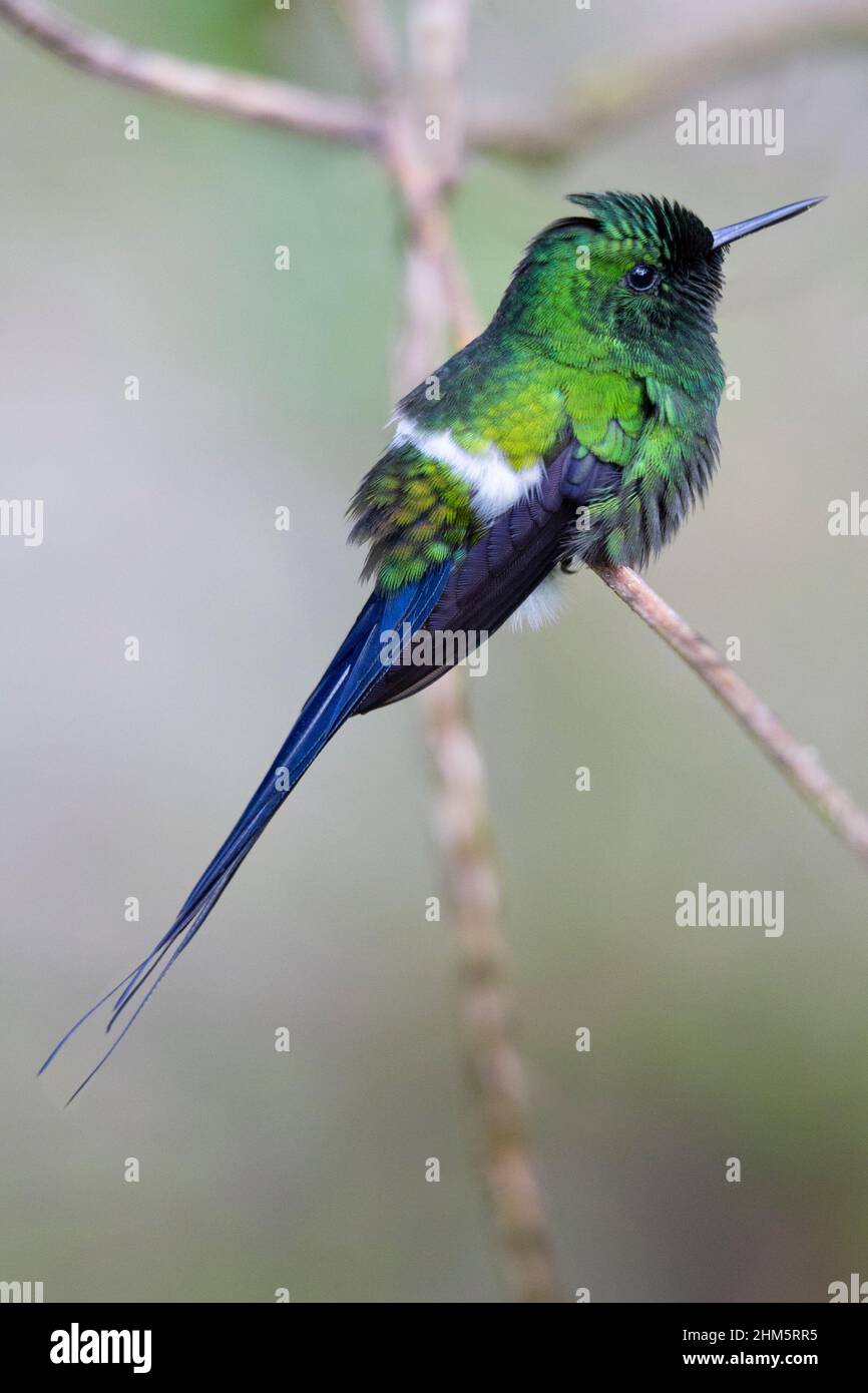 Thorntail verde Hummingbird (Discosura conversii) arroccato in luce naturale. Foresta pluviale nel Parco Nazionale di Braulio Carrillo, pendio caraibico, Costa Rica. Foto Stock